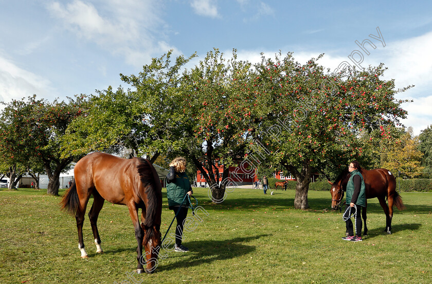 Stockholm-Yearling-Sale-0003 
 Scene before Stockholm Yearling Sale
Bro, Sweden 22 Sep 2018 - Pic Steven Cargill / Racingfotos.com