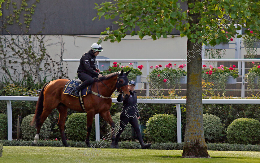 Home-Affairs-0005 
 HOME AFFAIRS - Australia to Ascot, preparing for the Royal Meeting.
Ascot 10 Jun 2022 - Pic Steven Cargill / Racingfotos.com