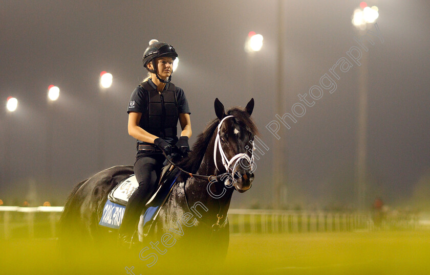 Coal-Front-0003 
 COAL FRONT training for The Godolphin Mile
Meydan 28 Mar 2019 - Pic Steven Cargill / Racingfotos.com