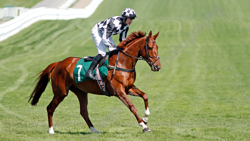 Just-A-Thought-0001 
 JUST A THOUGHT (Adam Wedge) Cheltenham 19 Apr 2018 - Pic Steven Cargill / Racingfotos.com