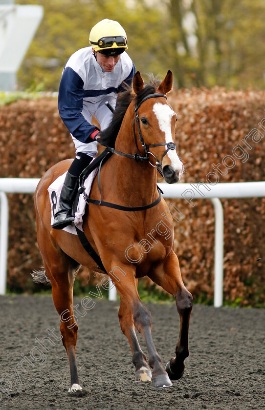 Scottish-Breeze-0001 
 SCOTTISH BREEZE (Kieran Shoemark)
Kempton 3 Apr 2024 - Pic Steven Cargill / Racingfotos.com