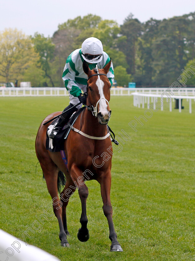 Adaay-In-Devon-0001 
 ADAAY IN DEVON (Silvestre De Sousa)
Ascot 1 May 2024 - Pic Steven Cargill / Racingfotos.com