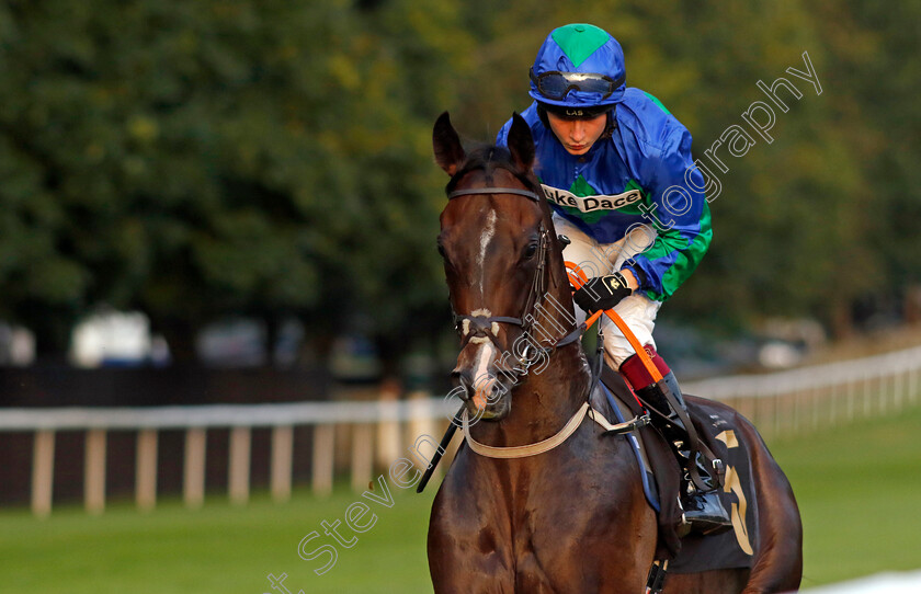 King-Cabo-0001 
 KING CABO (Cieren Fallon)
Newmarket 4 Aug 2023 - Pic Steven Cargill / Racingfotos.com