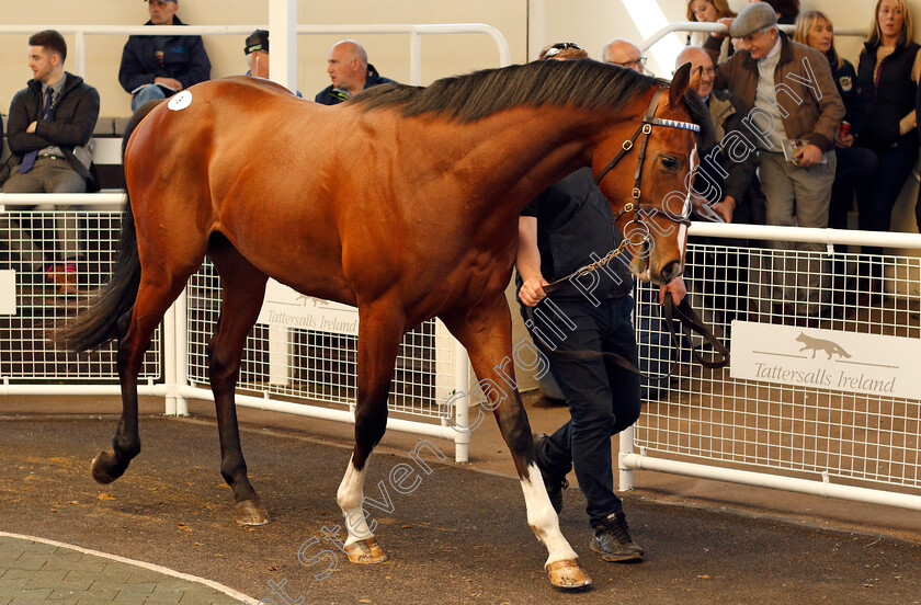 Lot-0049-colt-by-Excelebration-ex-Wooded-Glade-0004 
 TOP LOT; Lot 049 colt by Excelebration ex Wooded Glade sells for £120,000 at the Tattersalls Ireland Ascot Breeze Up Sale 5 Apr 2018 - Pic Steven Cargill / Racingfotos.com