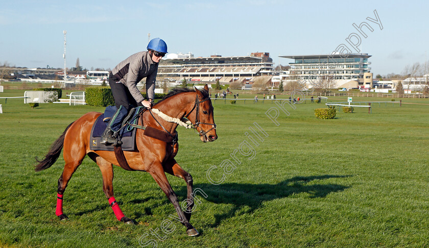 Honeysuckle-0004 
 HONEYSUCKLE exercising on the eve of the Cheltenham Festival
Cheltenham 14 Mar 2022 - Pic Steven Cargill / Racingfotos.com