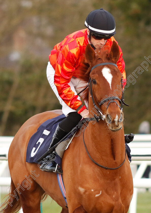 Duc-De-Morny-0002 
 DUC DE MORNY (Jack Mitchell)
Lingfield 20 Jan 2024 - Pic Steven Cargill / Racingfotos.com