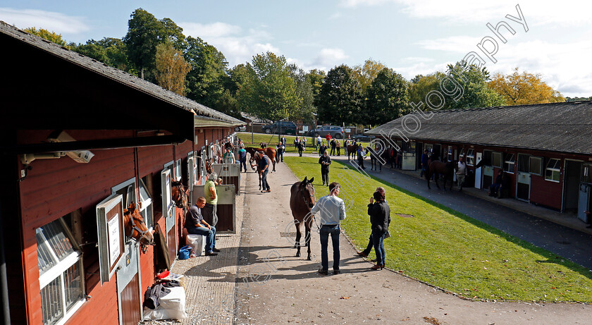 Ascot-Sales-0002 
 Scene at Ascot Yearling Sale 12 Sep 2017 - Pic Steven Cargill / Racingfotos.com