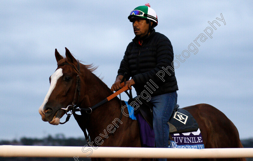 Free-Drop-Billy-0001 
 FREE DROP BILLY exercising at Del Mar USA in preparation for The Breeders' Cup Juvenile 30 Oct 2017 - Pic Steven Cargill / Racingfotos.com