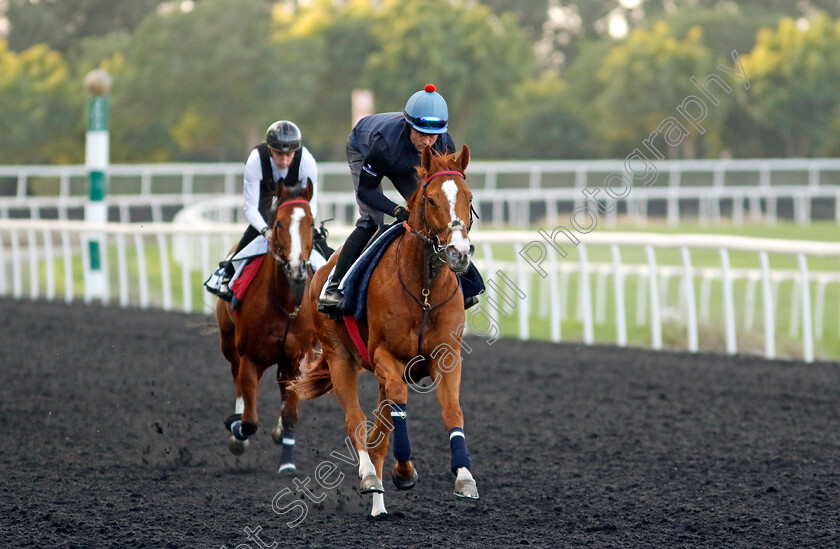 Holloway-Boy-0002 
 HOLLOWAY BOY training at the Dubai Racing Carnival 
Meydan 2 Jan 2025 - Pic Steven Cargill / Racingfotos.com