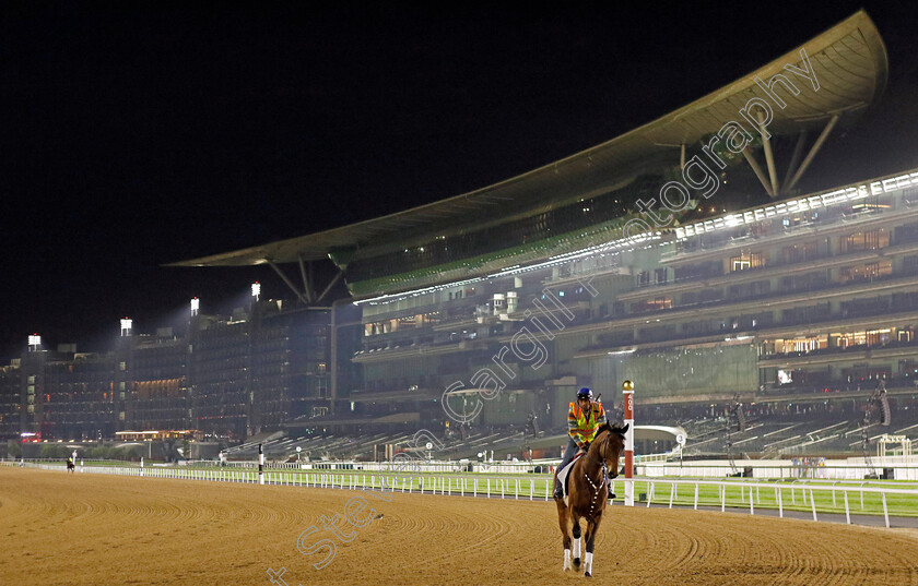 Two-Rivers-Over-0001 
 TWO RIVERS OVER training for The Godolphin Mile
Meydan Dubai 27 Mar 2024 - Pic Steven Cargill / Racingfotos.com