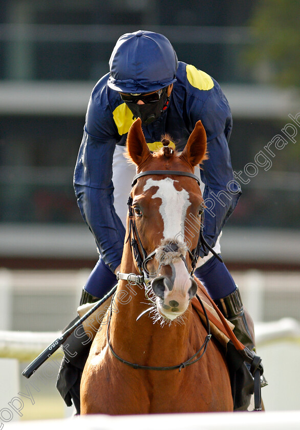 Symbolize-0001 
 SYMBOLIZE (David Probert)
Newbury 18 Sep 2020 - Pic Steven Cargill / Racingfotos.com