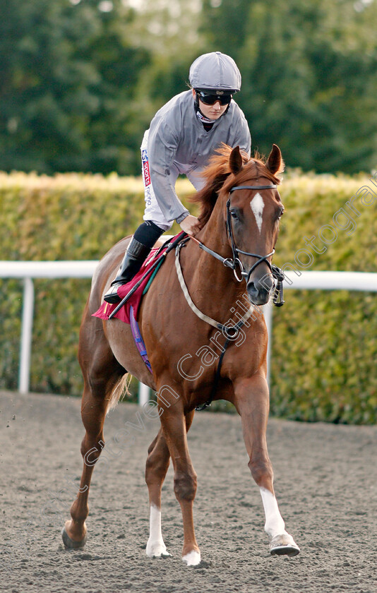 Rapture-0001 
 RAPTURE (Hollie Doyle)
Kempton 7 Aug 2019 - Pic Steven Cargill / Racingfotos.com