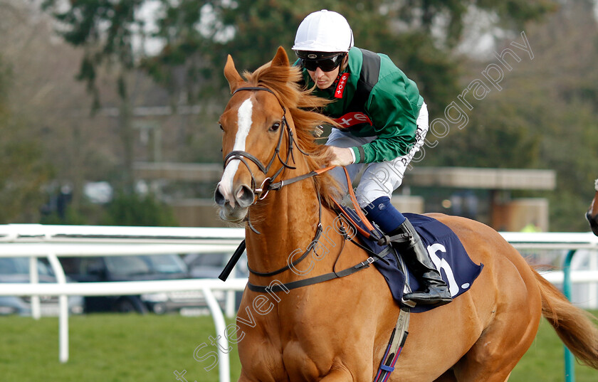 Sorontar-0001 
 SORONTAR (David Probert)
Lingfield 7 Mar 2024 - Pic Steven Cargill / Racingfotos.com