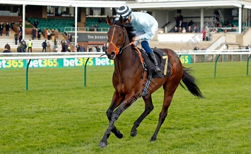 Yellow-Lion-0001 
 YELLOW LION (David Probert)
Newmarket 18 Apr 2023 - Pic Steven Cargill / Racingfotos.com