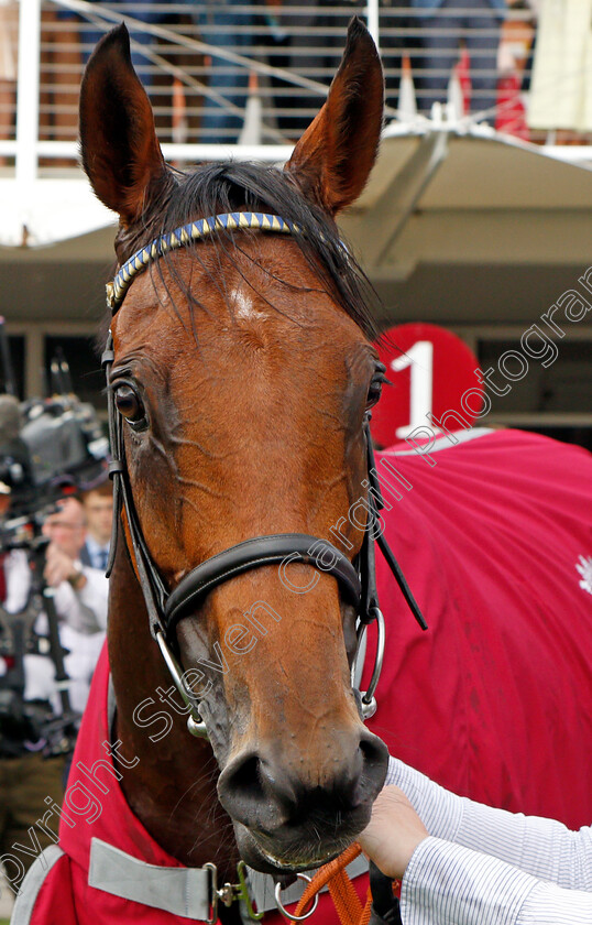 Trueshan-0010 
 TRUESHAN after The Al Shaqab Goodwood Cup
Goodwood 27 Jul 2021 - Pic Steven Cargill / Racingfotos.com