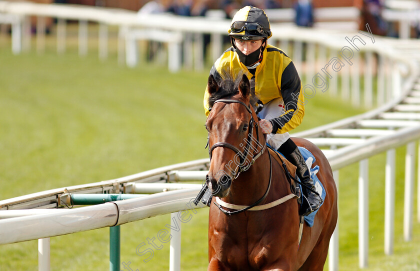 Another-Bertie-0002 
 ANOTHER BERTIE (Rowan Scott)
York 13 May 2021 - Pic Steven Cargill / Racingfotos.com