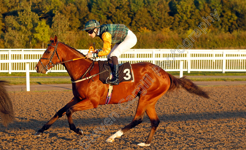 Amor-Cordis-0001 
 AMOR CORDIS (Richard Kingscote)
Chelmsford 3 Oct 2024 - Pic Steven Cargill / Racingfotos.com