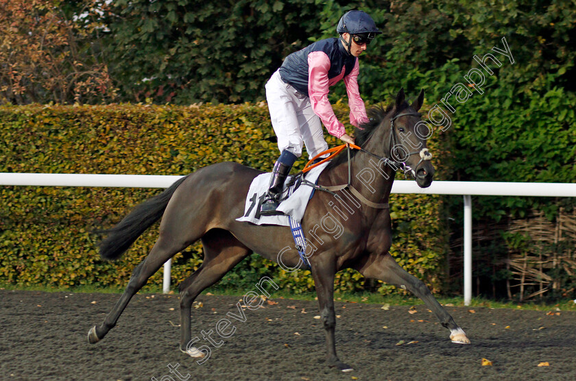 Serabrina-0001 
 SERABRINA (Kieran Shoemark) Kempton 4 Oct 2017 - Pic Steven Cargill / Racingfotos.com