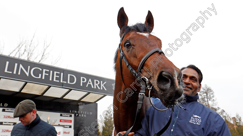 Headway-0010 
 HEADWAY after The 32Red Spring Cup Stakes Lingfield 3 Mar 2018 - Pic Steven Cargill / Racingfotos.com