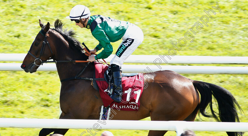 Limato-0001 
 LIMATO (Harry Bentley) Newbury 19 May 2018 
Pic Steven Cargill / Racingfotos.com