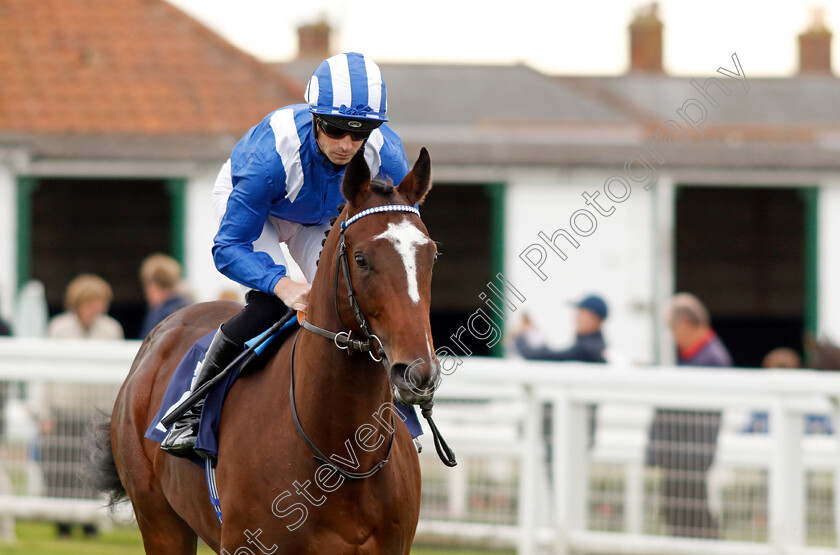 Mukaafah-0003 
 MUKAAFAH (Jack Mitchell)
Yarmouth 16 Oct 2023 - Pic Steven Cargill / Racingfotos.com