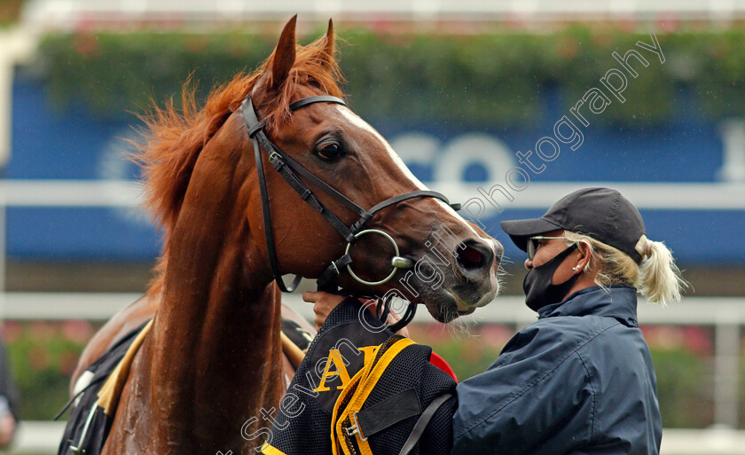 Berkshire-Rocco-0009 
 BERKSHIRE ROCCO after The Teentech Noel Murless Stakes
Ascot 2 Oct 2020 - Pic Steven Cargill / Racingfotos.com