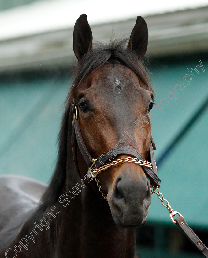 Warrior s-Charge-0003 
 WARRIOR'S CHARGE after exercising in preparation for the Preakness Stakes
Pimlico, Baltimore USA, 16 May 2019 - Pic Steven Cargill / Racingfotos.com