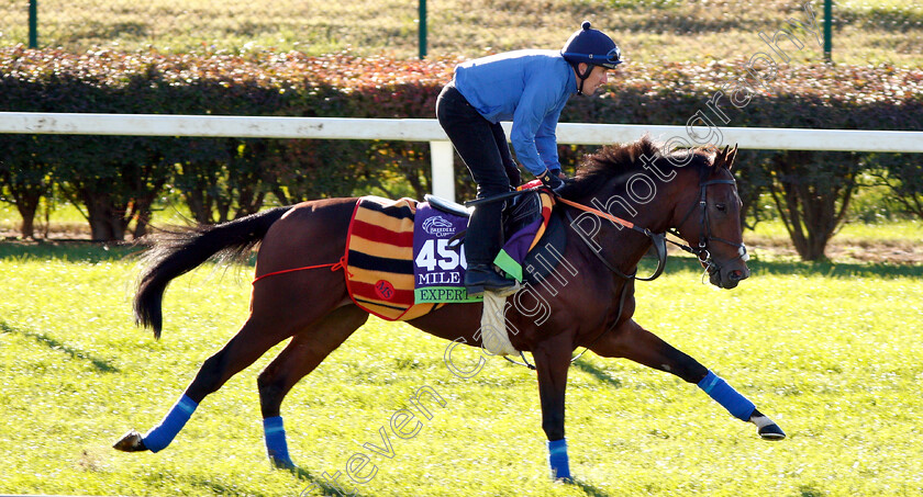 Expert-Eye-0001 
 EXPERT EYE exercising ahead of the Breeders' Cup Mile
Churchill Downs USA 29 Oct 2018 - Pic Steven Cargill / Racingfotos.com