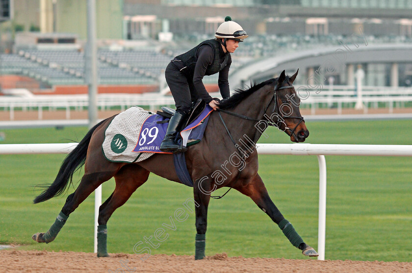 Absolute-Blast-0002 
 ABSOLUTE BLAST, trained by Archie Watson, exercising in preparation for The Dubai World Cup Carnival, Meydan 18 Jan 2018 - Pic Steven Cargill / Racingfotos.com