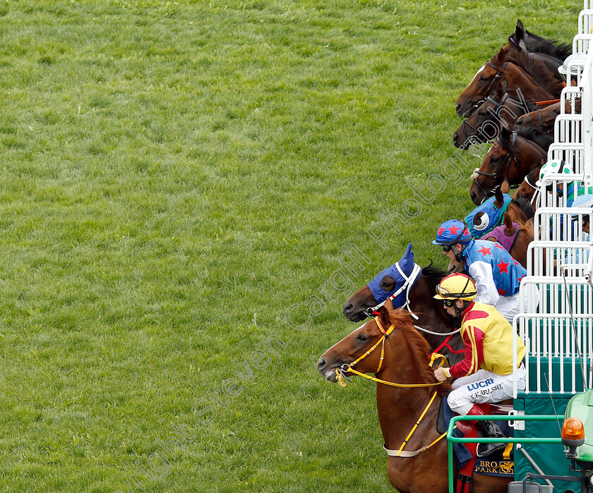 Bro-Park-0003 
 Horses break from the stalls 
Bro Park Sweden 5 Aug 2018 - Pic Steven Cargill / Racingfotos.com