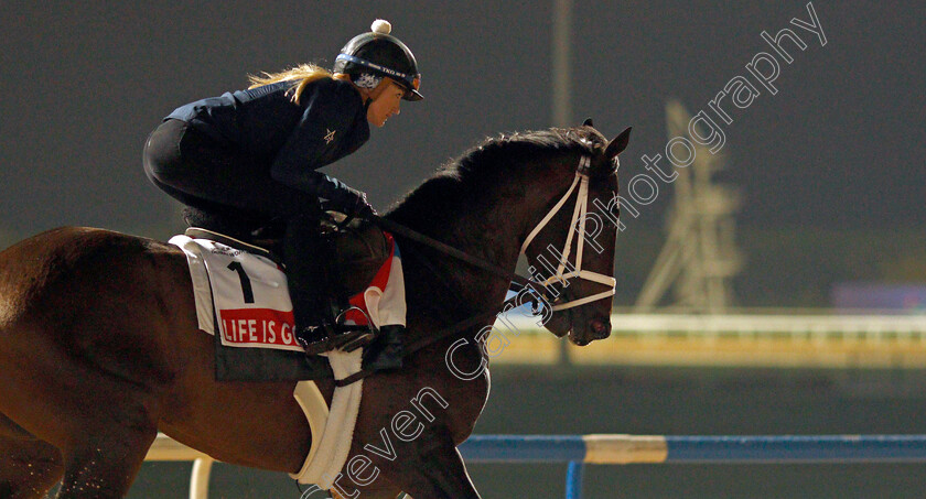 Life-Is-Good-0016 
 LIFE IS GOOD training for the Dubai World Cup
Meydan, Dubai, 22 Mar 2022 - Pic Steven Cargill / Racingfotos.com