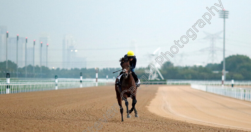 Royal-Dubai-0002 
 ROYAL DUBAI (Lucie Botti) training at the Dubai Racing Carnival
Meydan 1 Feb 2024 - Pic Steven Cargill / Racingfotos.com