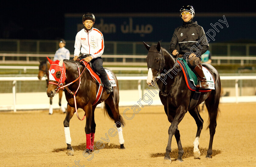 Equinox-and-Panthalassa-0002 
 EQUINOX (right) training for the Sheema Classic with PANTHALASSA (left) training for the Dubai World Cup
Meydan, Dubai, 21 Mar 2023 - Pic Steven Cargill / Racingfotos.com