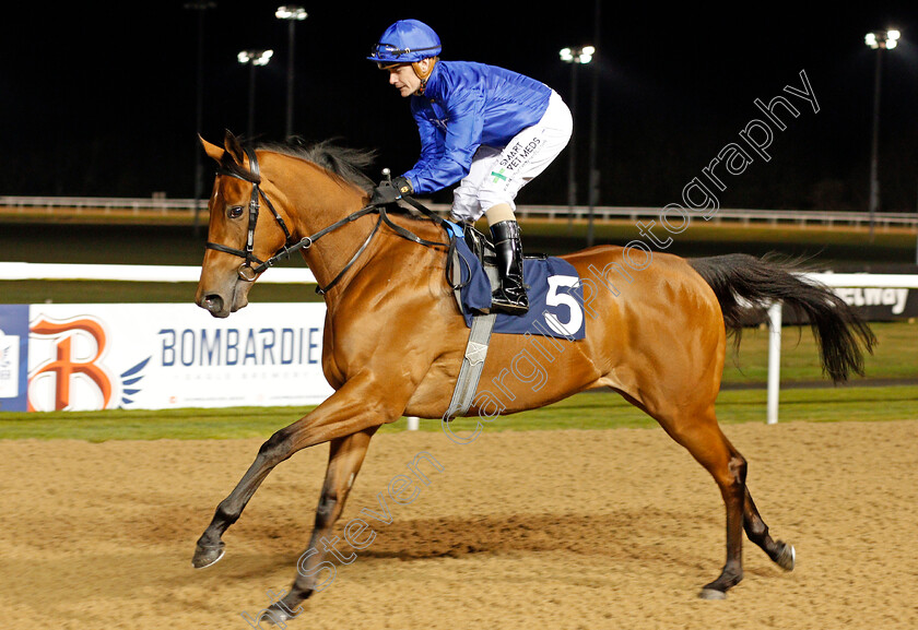 Distant-Goddess-0001 
 DISTANT GODDESS (Kieran O'Neill)
Wolverhampton 20 Jan 2020 - Pic Steven Cargill / Racingfotos.com