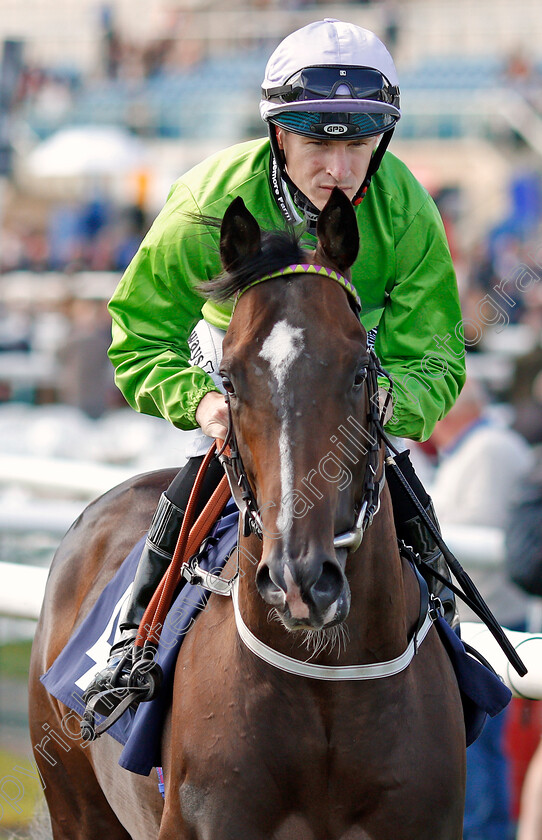 Brad-The-Brief-0001 
 BRAD THE BRIEF (Richard Kingscote)
Doncaster 11 Sep 2019 - Pic Steven Cargill / Racingfotos.com