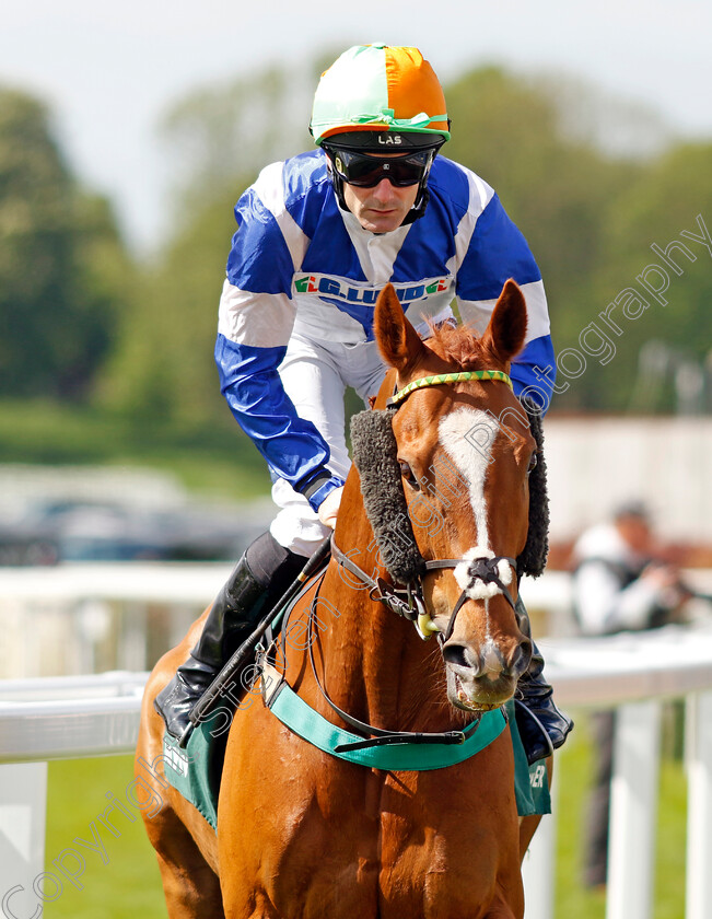 Redarna 
 REDARNA (Paul Mulrennan)
York 12 May 2022 - Pic Steven Cargill / Racingfotos.com