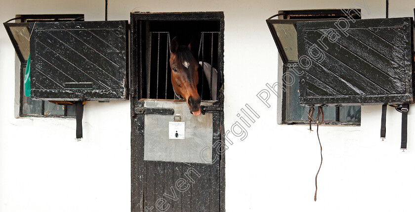 Altior-0001 
 ALTIOR at Nicky Henderson's stable in Lambourn 20 Feb 2018 - Pic Steven Cargill / Racingfotos.com