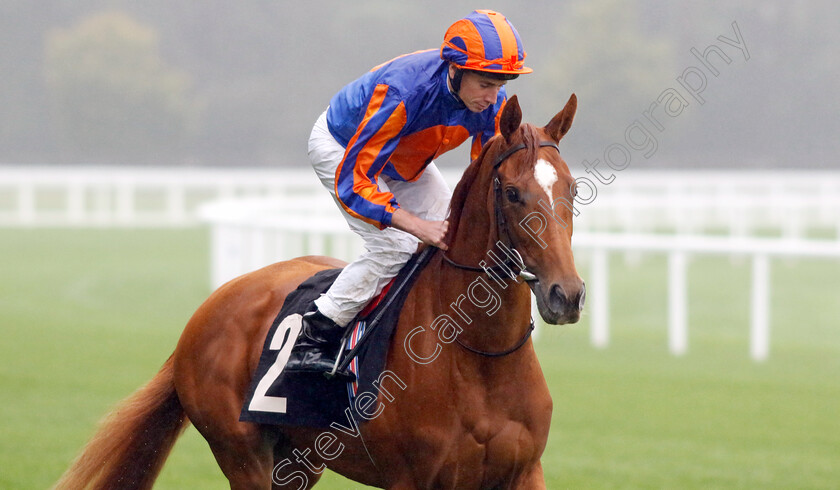 Ballet-Slippers-0005 
 BALLET SLIPPERS (Ryan Moore) winner of The Wesco Anixter EBF Fillies Novice Stakes
Ascot 6 Sep 2024 - Pic Steven Cargill / Racingfotos.com