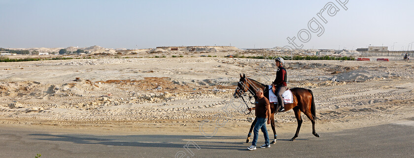 Penja-0002 
 PENJA exercising in preparation for Friday's Bahrain International Trophy
Sakhir Racecourse, Bahrain 17 Nov 2021 - Pic Steven Cargill / Racingfotos.com