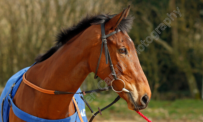 Ainchea-0002 
 AINCHEA at Colin Tizzard's stables near Sherborne 21 Feb 2018 - Pic Steven Cargill / Racingfotos.com