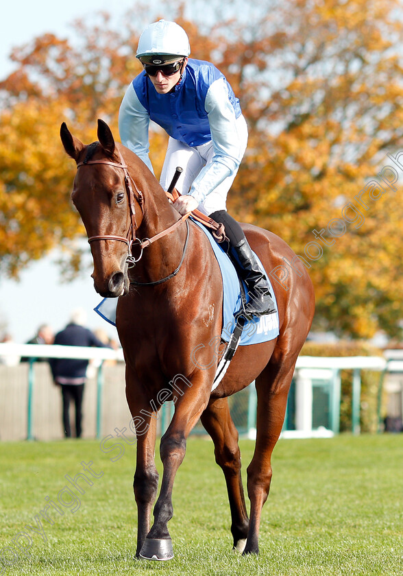 Persian-King-0001 
 PERSIAN KING (Pierre-Charles Boudot) before The Masar Godolphin Autumn Stakes
Newmarket 13 Oct 2018 - Pic Steven Cargill / Racingfotos.com