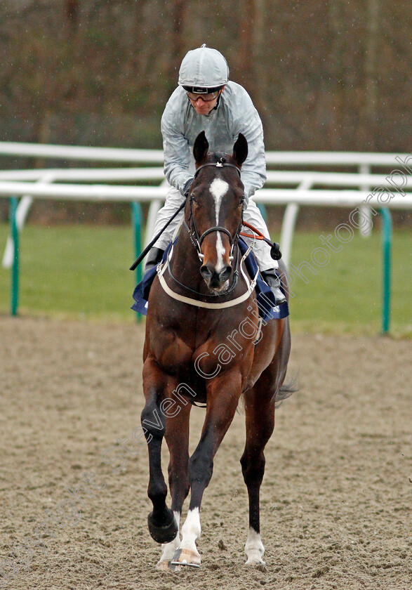 Desert-Safari-0001 
 DESERT SAFARI (Joe Fanning)
Lingfield 4 Mar 2020 - Pic Steven Cargill / Racingfotos.com