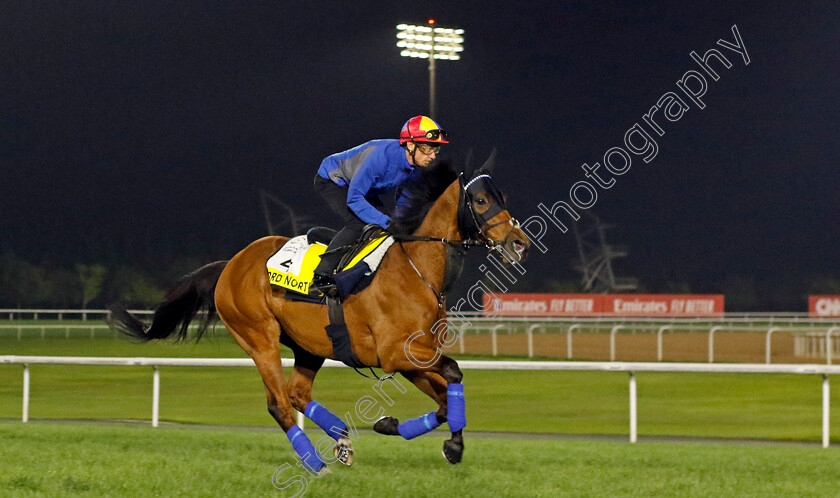 Lord-North-0003 
 LORD NORTH (Frankie Dettori) training for The Dubai Turf
Meydan Dubai 28 Mar 2024 - Pic Steven Cargill / Racingfotos.com