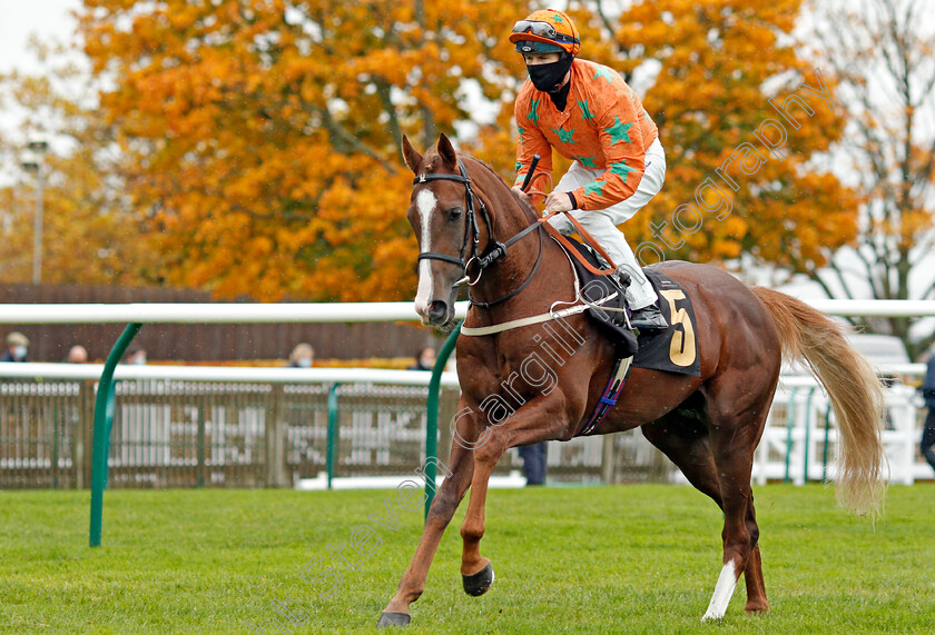 Love-Of-Zoffany-0002 
 LOVE OF ZOFFANY (Richard Kingscote)
Newmarket 21 Oct 2020 - Pic Steven Cargill / Racingfotos.com