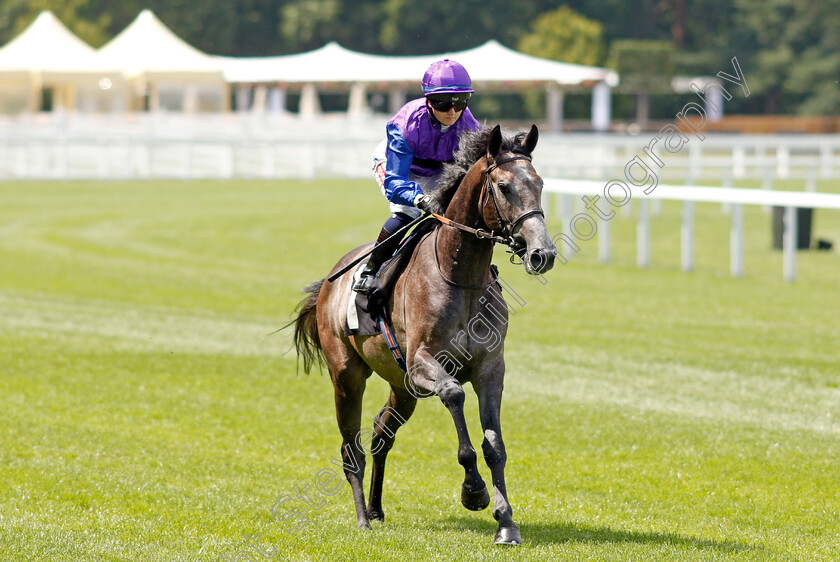 Adjudicator-0001 
 ADJUDICATOR (Hollie Doyle)
Ascot 23 Jul 2021 - Pic Steven Cargill / Racingfotos.com