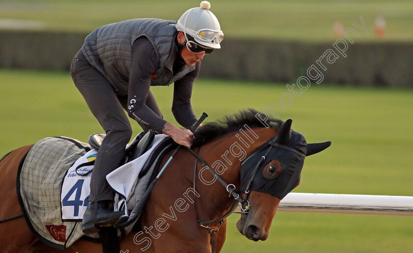 West-Acre-0002 
 WEST ACRE training at the Dubai Racing Carnival
Meydan 22 Jan 2025 - Pic Steven Cargill / Racingfotos.com