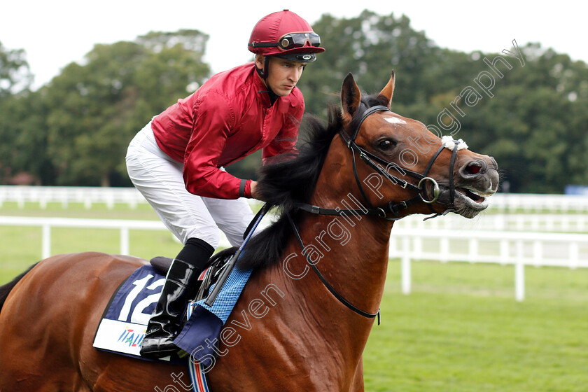 St-Peters-Basilica-0001 
 ST PETERS BASILICA (Nicky Mackay)
Ascot 8 Sep 2018 - Pic Steven Cargill / Racingfotos.com