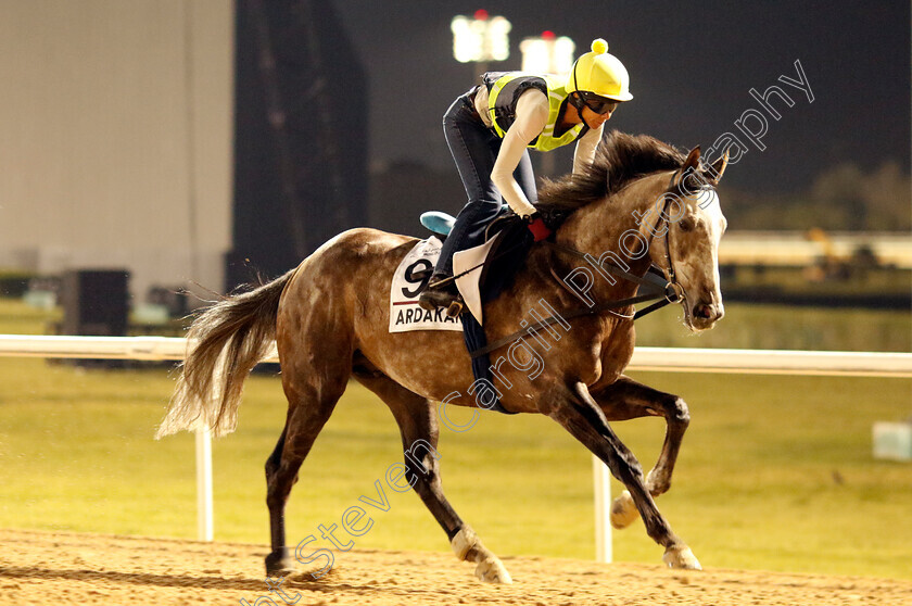 Ardakan-0002 
 ARDAKAN training for the Dubai Gold Cup
Meydan, Dubai, 21 Mar 2023 - Pic Steven Cargill / Racingfotos.com