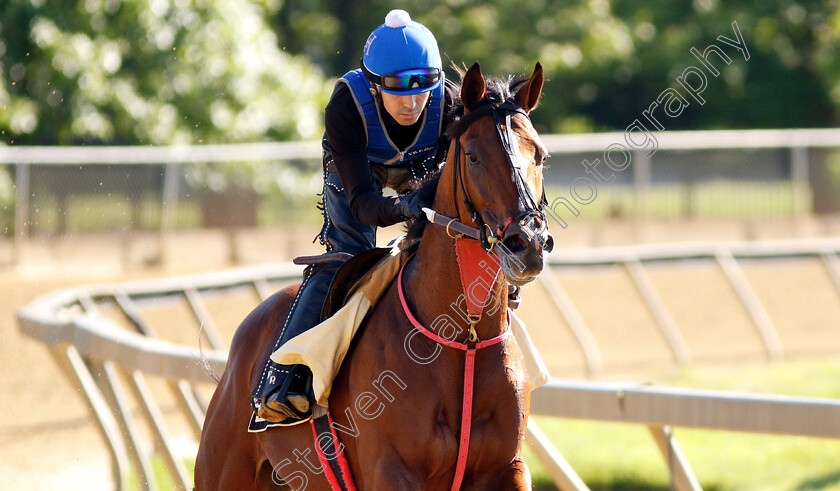 Bodexpress-0005 
 BODEXPRESS exercising in preparation for the Preakness Stakes
Pimlico, Baltimore USA, 15 May 2019 - Pic Steven Cargill / Racingfotos.com