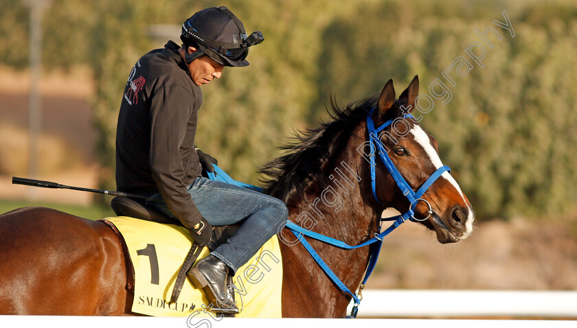 Deirdre-0004 
 DEIRDRE preparing for the Neom Turf Cup
Riyadh Racecourse, Kingdom of Saudi Arabia 26 Feb 2020 - Pic Steven Cargill / Racingfotos.com